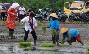 1.010 Ha Sawah di Klaten Ditarget Bisa Panen 4 Kali Setahun