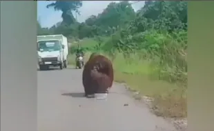 Viral Orang Utan Muncul di Jalanan, Diduga Bingung Cari Makan