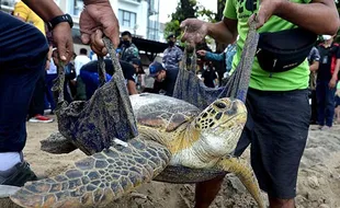 Gagal Diselundupkan, 33 Ekor Penyu Hijau Dilepasliarkan di Bali