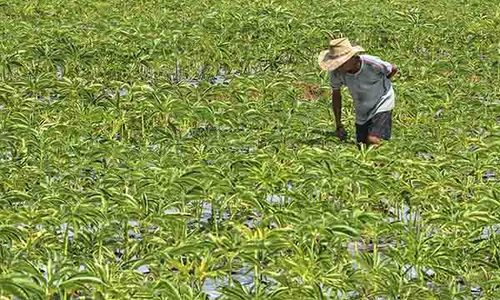 Masih Komoditas Primadona, Tengkulak Bikin Harga Porang Turun