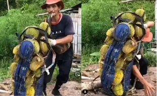 Perjuangan Petani Panen Durian di Pegunungan, Seperti Bawa Tas Carrier