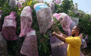 Kolaborasi SMKN 1 Kedawung dengan 3 Desa Sukses Hasilkan Agrowisata