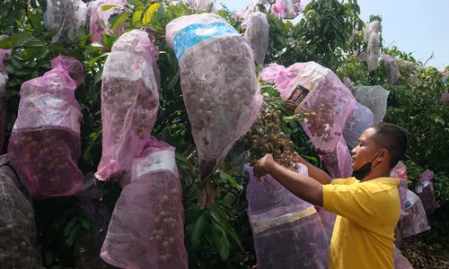 Kolaborasi SMKN 1 Kedawung dengan 3 Desa Sukses Hasilkan Agrowisata