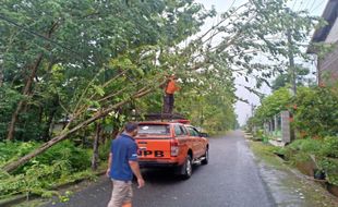 Angin Kencang Terjang Wonogiri, Tiga Rumah Rusak dan Pohon Tumbang