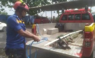 Incar Ayam Warga, Buaya Sepanjang 2 Meter di Pekalongan Ditangkap