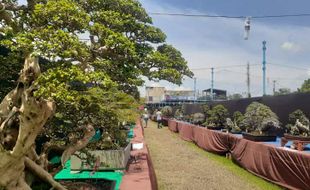 Wow! 1.025 Bonsai Dipamerkan di Festival Bonsai Pujasera Madiun