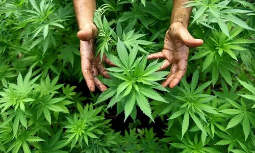 Studi: Penggunaan Ganja Menyebabkan Gangguan Kognitif Akut