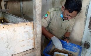 Bisa Kurangi Puluhan Kg Sampah Organik, DKPP Solo Budidayakan Maggot