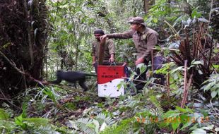 Memahami Lutung Jawa dan Mengakhiri Spekulasi Penundaan Pemilu