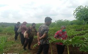 Desa Jatisari Jadi Pusat Studi Porang di Wonogiri