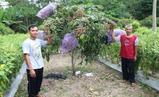 Asyik, Ada Agrowisata Petik Buah Kelengkeng di Jatinom Klaten