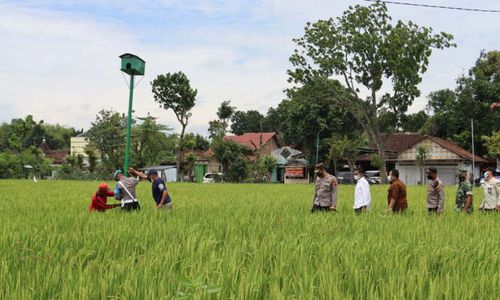 Kini, Buru Burung Hantu di Desa Bedoro Sragen Didenda Rp1 juta