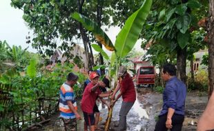 Warga Colomadu Tanami Jalan Rusak dengan Pohon Pisang, Tapi...