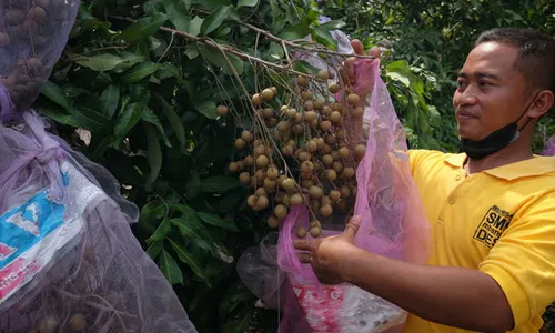 SMKN 1 Kedawung Sragen Punya Agrowisata, Kelengkeng Itoh Jadi Andalan