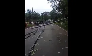 Brukkk! Pohon Tumbang di Pemalang Timpa 14 Tiang Listrik & 3 Mobil