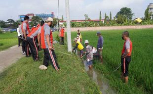 Ramai-Ramai Buru Tikus Agar Petani Sukoharjo Tak Pakai Jebakan Listrik