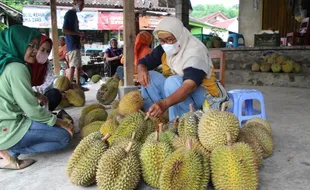 Saatnya Berburu Durian Lereng Merapi Klaten, Ini Tips dari Pedagang