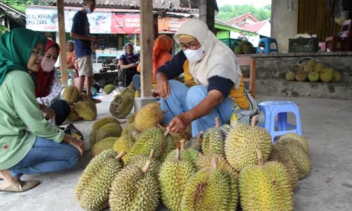 Saatnya Berburu Durian Lereng Merapi Klaten, Ini Tips dari Pedagang