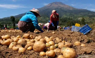 5 Provinsi Penghasil Kentang Terbesar di Indonesia, Pulau Jawa Terbanyak!