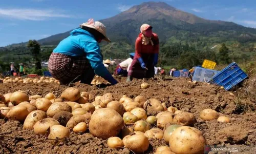 5 Provinsi Penghasil Kentang Terbesar di Indonesia, Pulau Jawa Terbanyak!