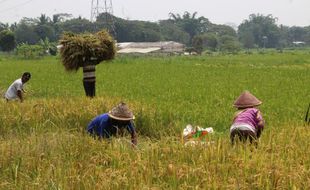 10.000 Hektare Lahan di Klaten Disiapkan untuk Program IP 400