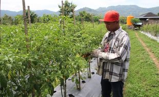 Kembangkan Pertanian, BUM Desa Jabung Klaten Gandeng Petani Milenial