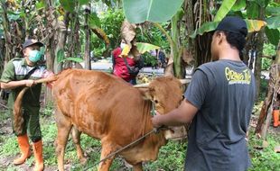 Waspada Antraks Bisa Menular ke Manusia, Ini Penjelasan  DKPP Klaten