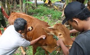 Antraks Menyerang DIY, Klaten Setop Jual Beli Ternak dari Gunungkidul