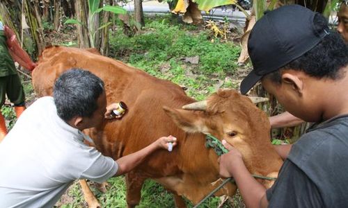 Antraks Menyerang DIY, Klaten Setop Jual Beli Ternak dari Gunungkidul