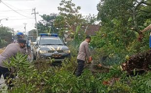 Angin Kencang Sebabkan Pohon Tumbang di Gubug Grobogan