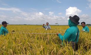 Lahan Pertanian di Bojonegoro Terendam Banjir, Ini Gerak Cepat Kementan