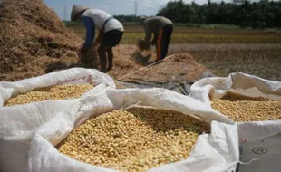 Petani Ngawi Ogah Tanam Kedelai, Ini Alasannya