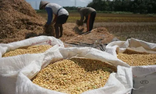 Petani Ngawi Ogah Tanam Kedelai, Ini Alasannya