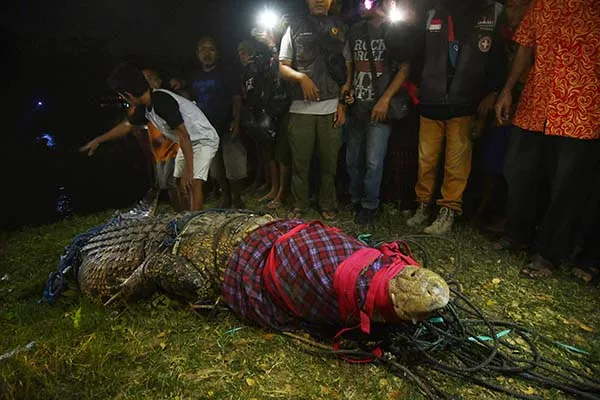 Buaya Berkalung Ban di Palu Tandai Kerusakan Habitat Sang Predator