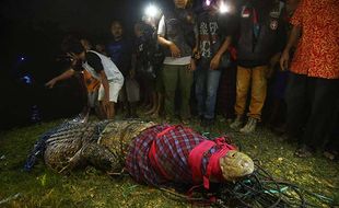 Tili si Penangkap Buaya Berkalung Ban Sejak Kecil Biasa Tangkap Biawak