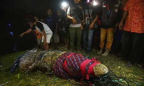 Buaya Berkalung Ban di Palu Tandai Kerusakan Habitat Sang Predator