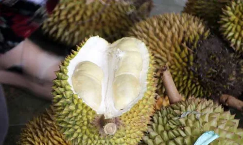 Ingin Berburu Durian Manis Pahit di Klaten? Ini Lokasinya