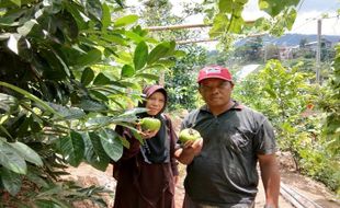 Baru! Ada Wisata Kebun Buah Meksiko di Tawangmangu