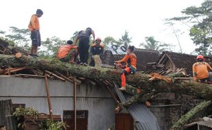 13 Rumah di Klaten Tertimpa Pohon Tumbang, 2 Warga Terluka