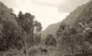 Kebun Kopi Pertama di Soloraya Ada di Wonogiri