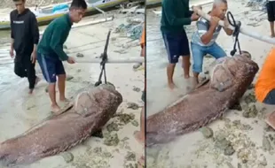 Mantap! Penemuan Ikan Kerapu Raksasa di Sulsel, Beratnya Capai 270 Kg