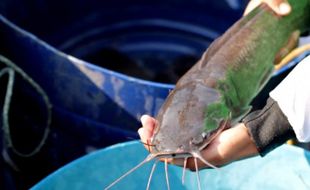 Kisah Nyi Lurah di Balik Larangan Makan Ikan Lele Bagi Warga Lamongan