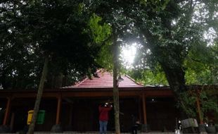 Ini Pohon-Pohon Langka di Makam Pangeran Samudra Gunung Kemukus