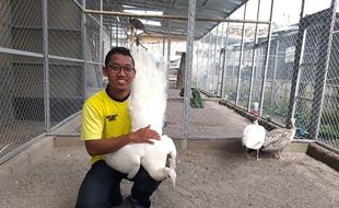 Pemuda Klaten Raup Omzet Ratusan Juta per Bulan Gegara Ternak Ayam Hias