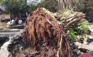 Beringin Rawan Tumbang, Umbul Manten Klaten Butuh Pemikiran Akademisi