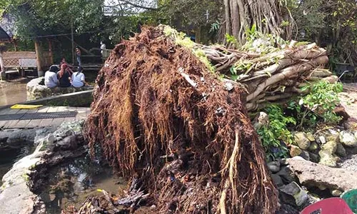 Beringin Rawan Tumbang, Umbul Manten Klaten Butuh Pemikiran Akademisi