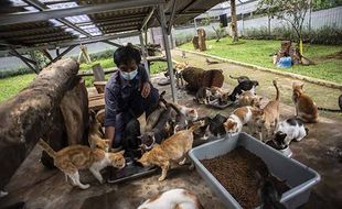 Kendalikan Populasi, Pemprov DKI Jakarta Lakukan Sterilisasi Kucing