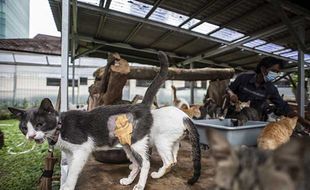 Ajak Tangkap dan Buang Kucing Liar di Semarang, Ketua RT Iming-imingi Rp100.000