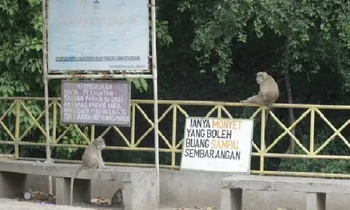 Legenda Kera Jelmaan Manusia di Petilasan Sunan Kalijaga Cirebon