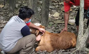 Kasus Antraks di Gunungkidul, Ribuan Sapi di Perbatasan Klaten Divaksin